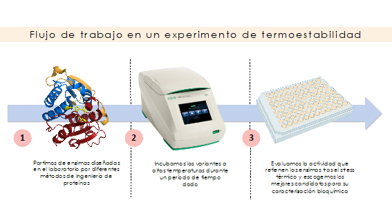 🗞️¡Feliz, lunes! Empezamos semana hablando de #termostabilidad. Una propiedad de las #enzimas, que permite mantener su plegamiento y actividad catalítica a elevadas temperaturas. Toda la info en el artículo de @ICP_CSIC @AgEInves revoluzionproject.eu/es/la-termoest…