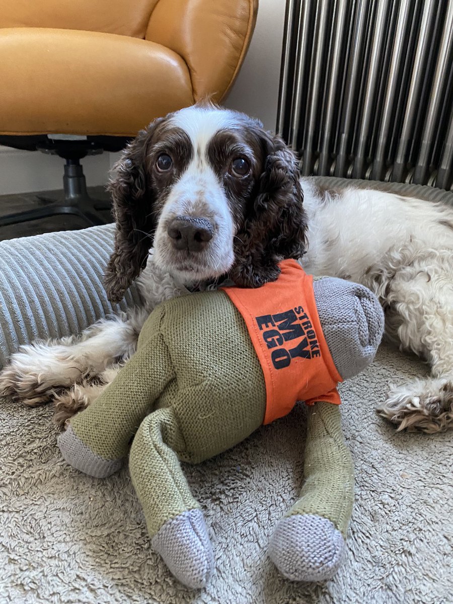 SpanielsSuper's tweet photo. Having rescued my orange Monkey from #IskyTheImp π
Iβm looking after him carefully
#CuddleBuddy
#MyMonkey https://t.co/XwyGkB9NXx