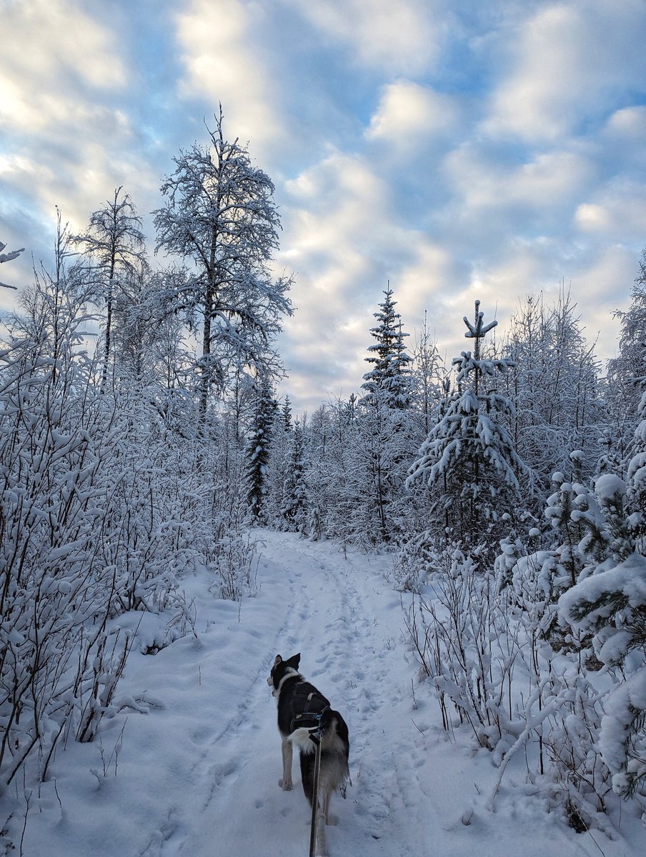 About yesterday 🥰. #zweden #sweden #lapland #winter #winterwonderland #snow #huskies #alaskanhuskies #huskiesoftwitter #sleddogs #dogsledding #happiness #outdoorlife #explorethenorth