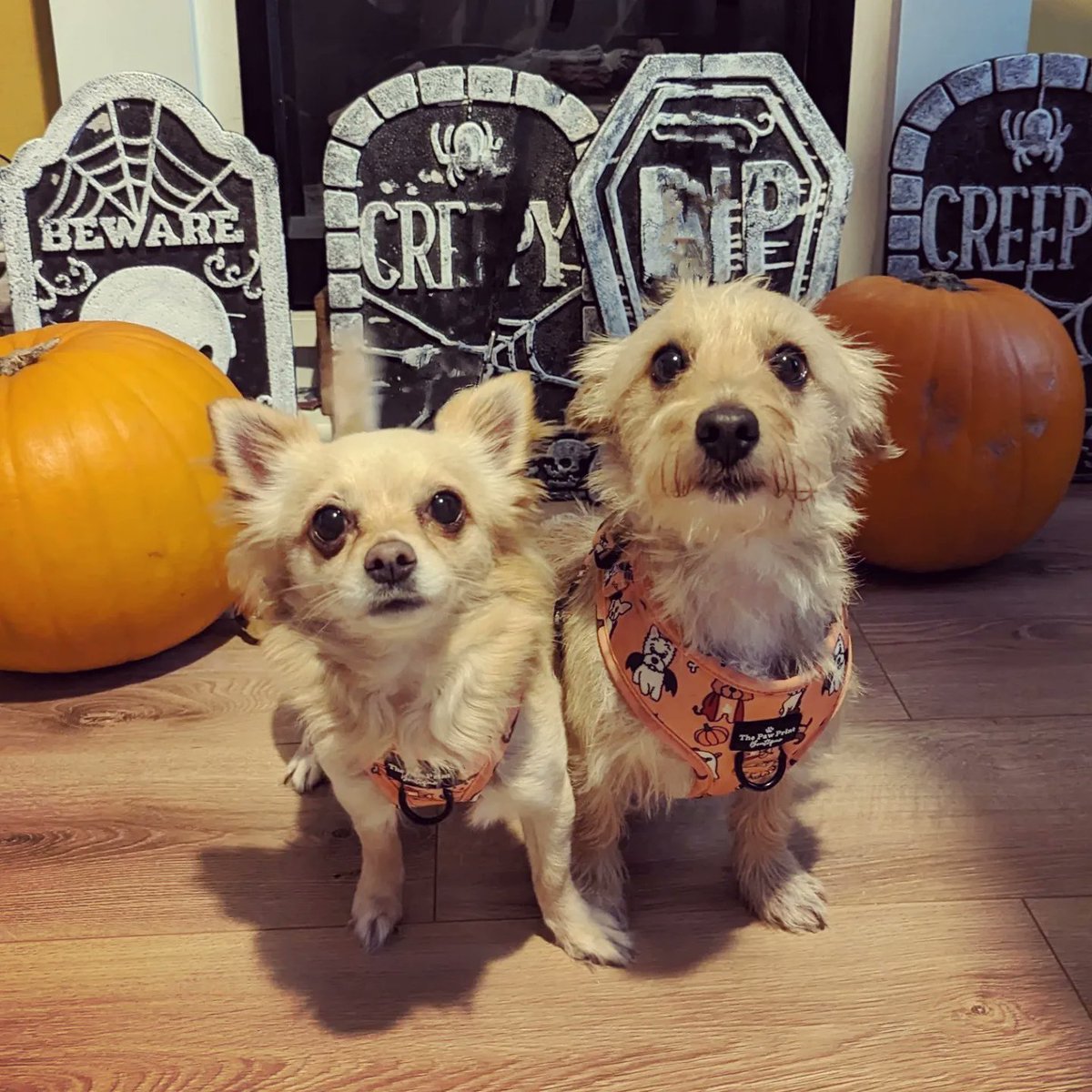 Kerryjackson33's tweet photo. Spooky pic of the pooches coz why the hell not ❤️ https://t.co/iO8MYa2kTU