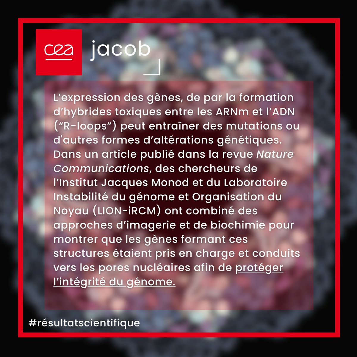 CEA_Jacob_'s tweet image. [🔬#résultatscientifique] Dans un article @NatureComms , des chercheurs @IJMonod @CNRSbiologie  &amp;amp;  @DubranaLab  ont montré que les gènes formant des structures de type #Rloops étaient conduits vers les pores nucléaires pour protéger le #génome.​ 
ℹ️ 📌jacob.cea.fr/drf/ifrancoisj…