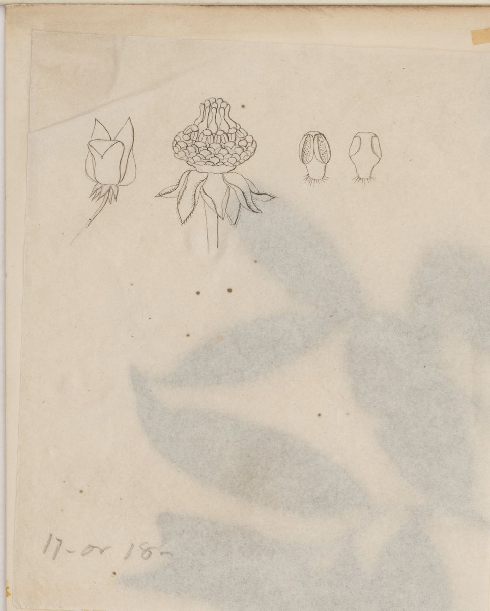 RBGE_Herbarium's tweet photo. One of the best things about being a digitiser at RBGE is discovering the many treasures hidden away within the collection, like these beautiful botanical illustrations by Robert Wight which are attached to some of the specimens he collected in India in 1835. #digitisation https://t.co/83ZFs5PGoM