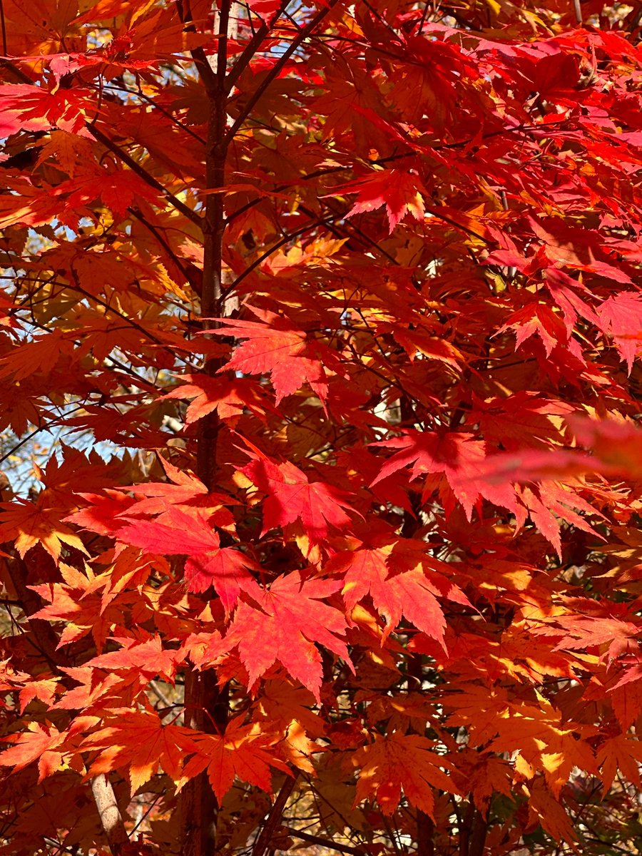 秋の楽章、旋律は伸びやかで、まるで生命の賛歌を奏で出します。"