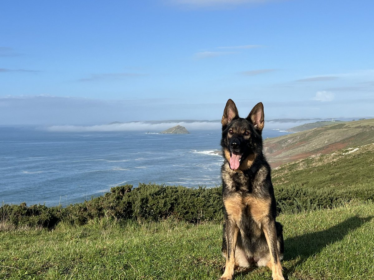 💥 PD Finni assisted in Plymouth last night after a male decamped from a car &amp; ran off from officers into a housing estate ! Finni arrived &amp; began tracking locating a bag containing drugs in a bin shed, before tracking on to an address where the male was located and arrested !💥