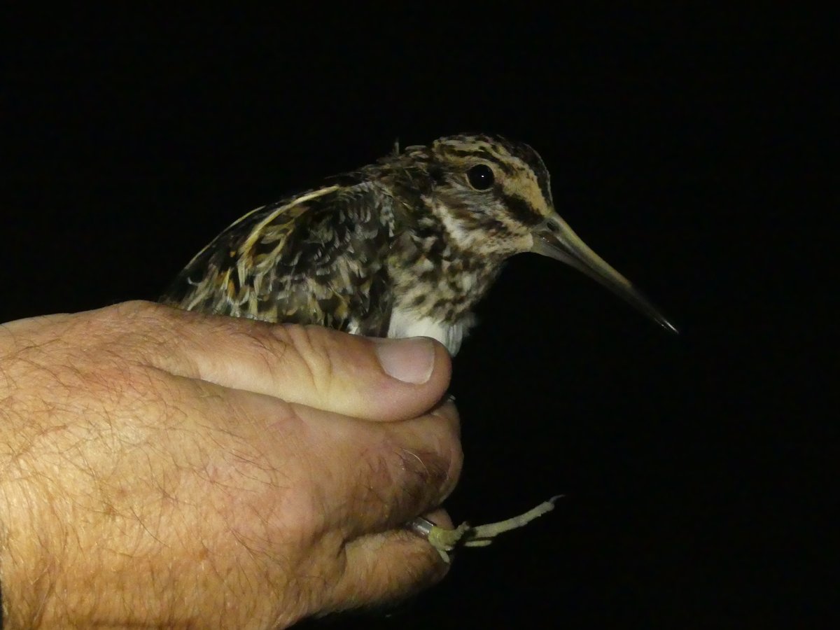 An evening visit to Deepdale Marsh Fields, once an issue with the thermal was rectified, whilst the field was emptier than expected, compared to day time, both Jack Snipe and Sky Lark were processed. Barn and Short-eared Owl hunting. @DeepdaleFarm @_BTO