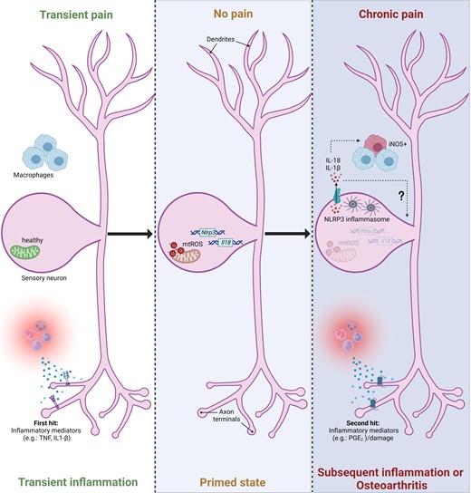🆕 NLRP3 #inflammasome activation in sensory neurons promotes chronic inflammatory &amp; #osteoarthritis pain

<a href="/SSRibeiro_P/">Patrícia Silva Santos Ribeiro</a> <a href="/Eijkelkamp_N/">Niels Eijkelkamp</a> et al. indicate that targeting NLRP3 may open doors to improved #Chronicpain management 👉bit.ly/3Qi2xVx
@CTI_umcutrecht @IenI_umcutrecht