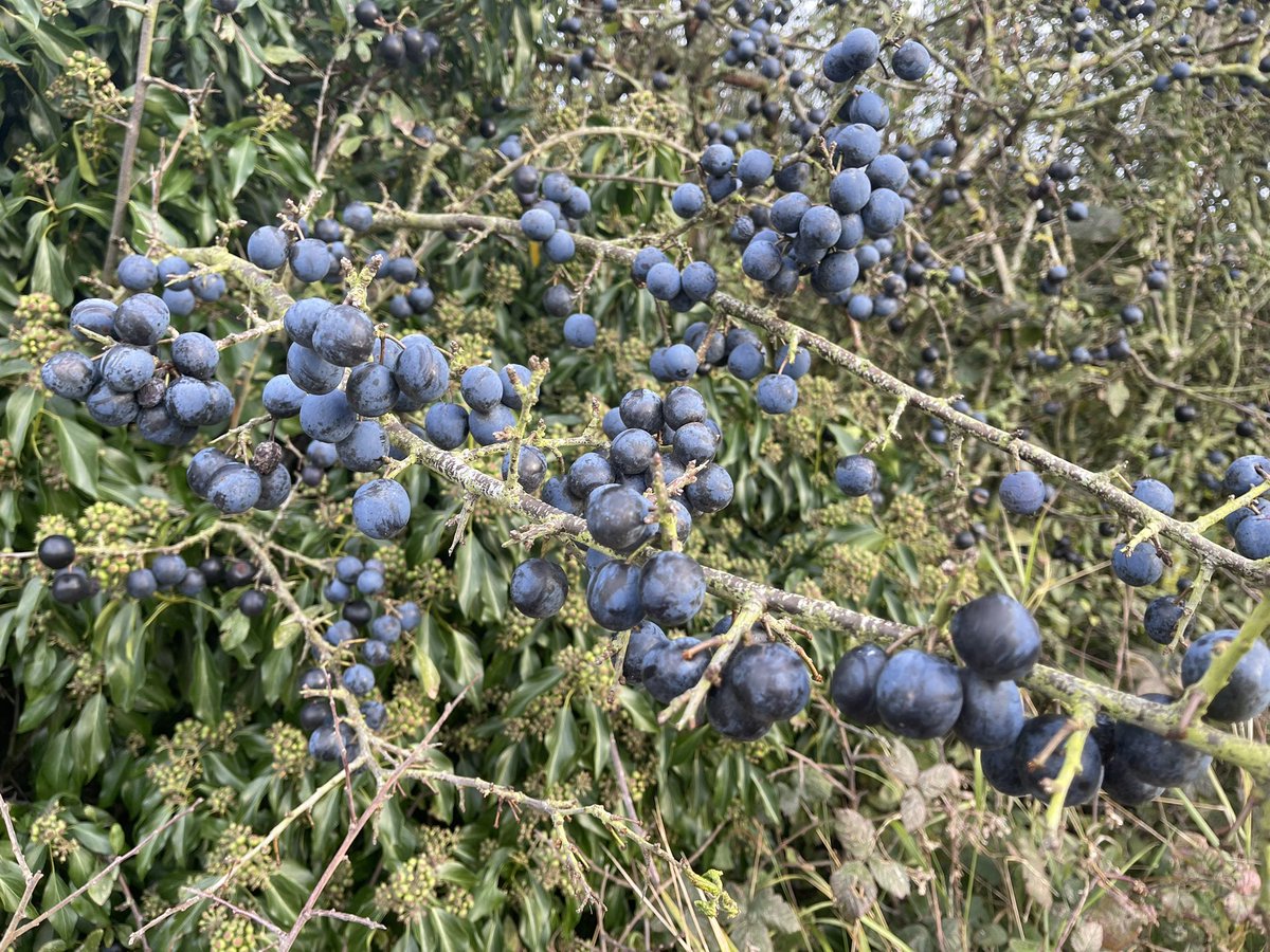 John Pawsey 🌞 tweet media