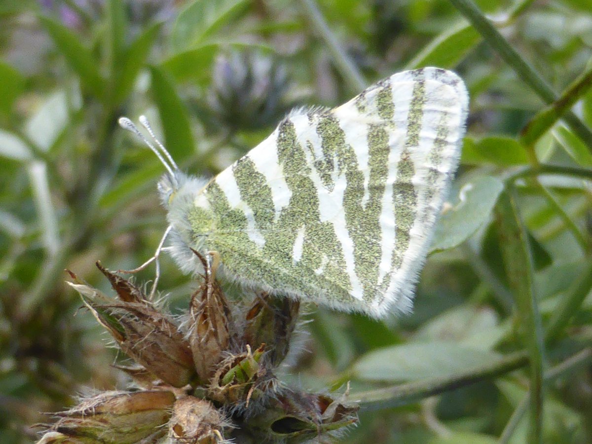 Good morning! A new week dawns and with it a new featured tour - Butterflies of Tenerife. This island is a hotbed of butterfly endemism, and we expect to encounter some pioneer African & American species too. Filling fast, just 2 places left on this tour! mariposanature.com/tours/butterfl…