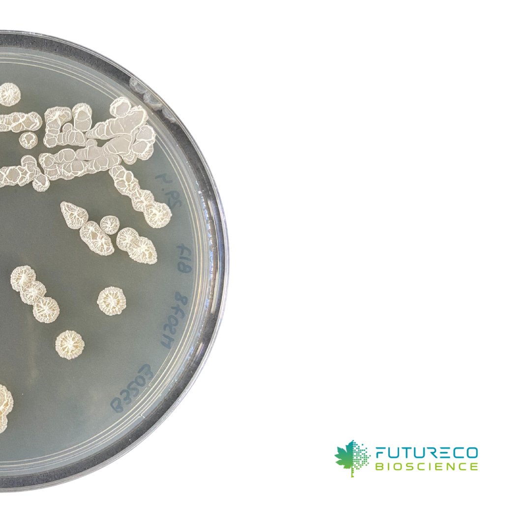 FuturecoBiosci's tweet photo. FB3203_B bacterial strain is able to reduce #phytotoxicity in soils contaminated by #PhytosanitaryProducts such as #nematicides. 
If it meets efficacy and safety standards, it could become an essential solution for pesticide-contaminated soils.

#FuturecoScience #bioremediation https://t.co/FmRZZ3TplY