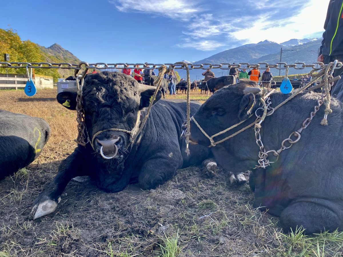 Kickoff for #Eringer: they are now part of our #SNP -based parentage verification pipeline <a href="/QualitasAG/">Qualitas AG</a> .  #Eringer exhibit a unique social behavior and have a large cultural value for their canton #Wallis.

Actualité Race Hérens raceherens.ch/de/news/2023/z…
