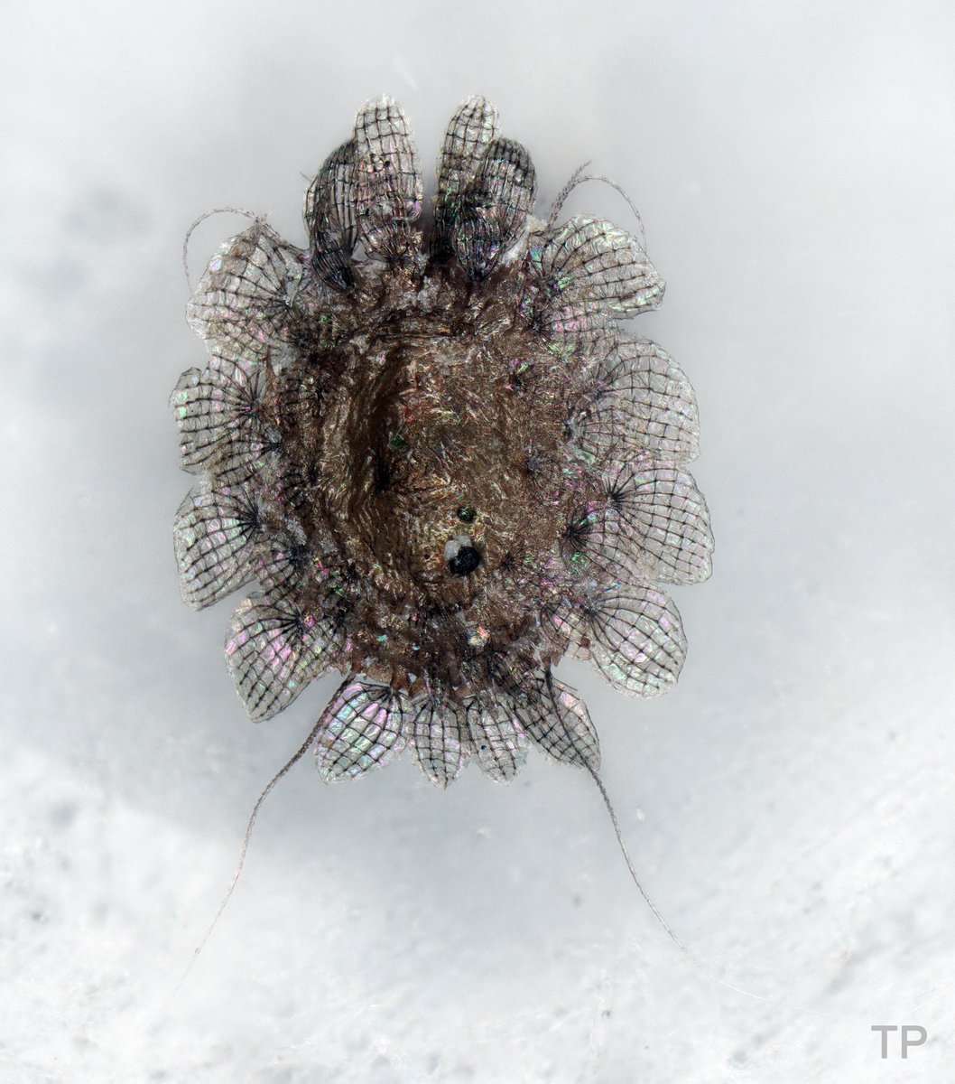It is #MiteMonday! Here a photograph of a mite with a fascinating look for an eight legged creature. It is a Conoppia nymph wearing the skalps of preceding stages and having lateral setae shaped like broad leaves. Beautiful, isn´t it?! #Oribatida