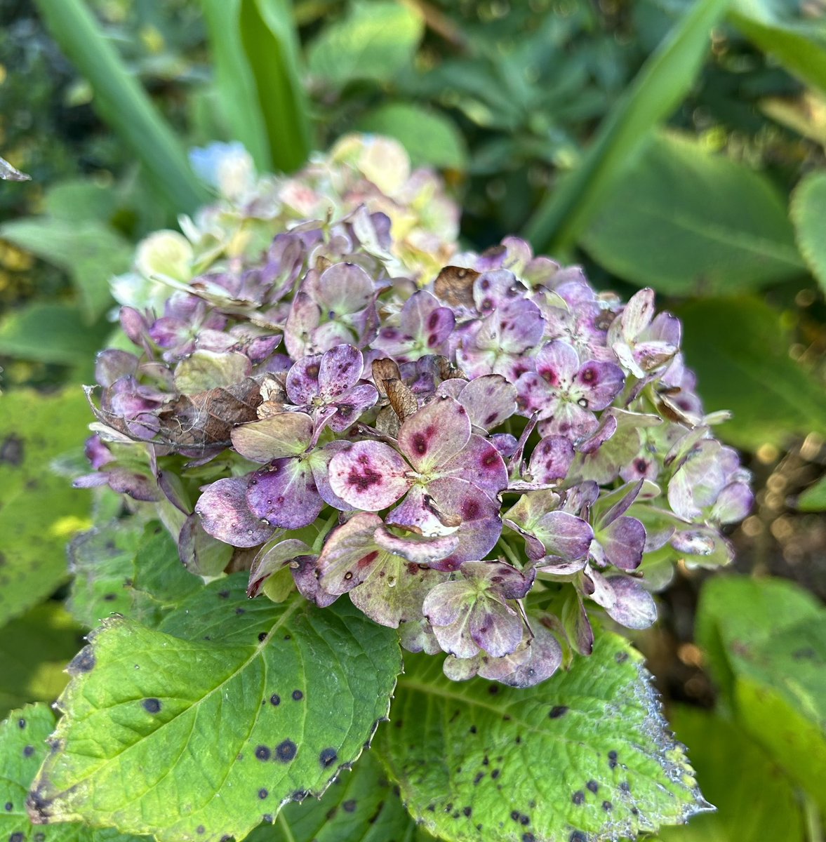 #MagentaMonday the Hydrangeas are just as pretty after the blooms fade😍

#Gardening #Hydrangea #Plants #Flowers #FadedFlowers #GardeningTwitter #GardeningX  #Autumn #DailyBotanicalBeauty