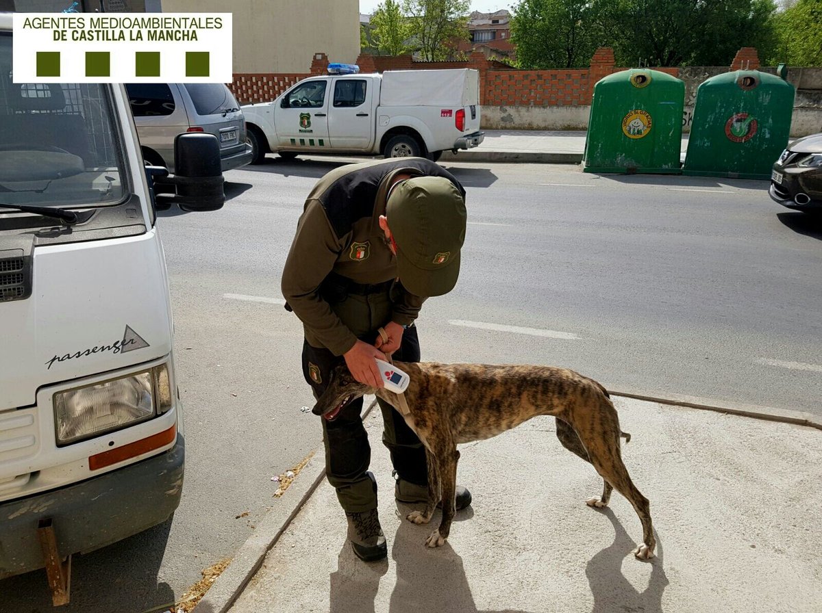 Esperemos que @DSostenibleCLM no deje escapar más posibilidades para mejorar el servicio público de cumplimiento de la #LeyBienestarAnimal. pagina.jccm.es/justicia/Forma… Deben sincronizar el Reglamento del Cuerpo de #AgentesMedioambientales con el Art. 39.4 de dicha Ley.