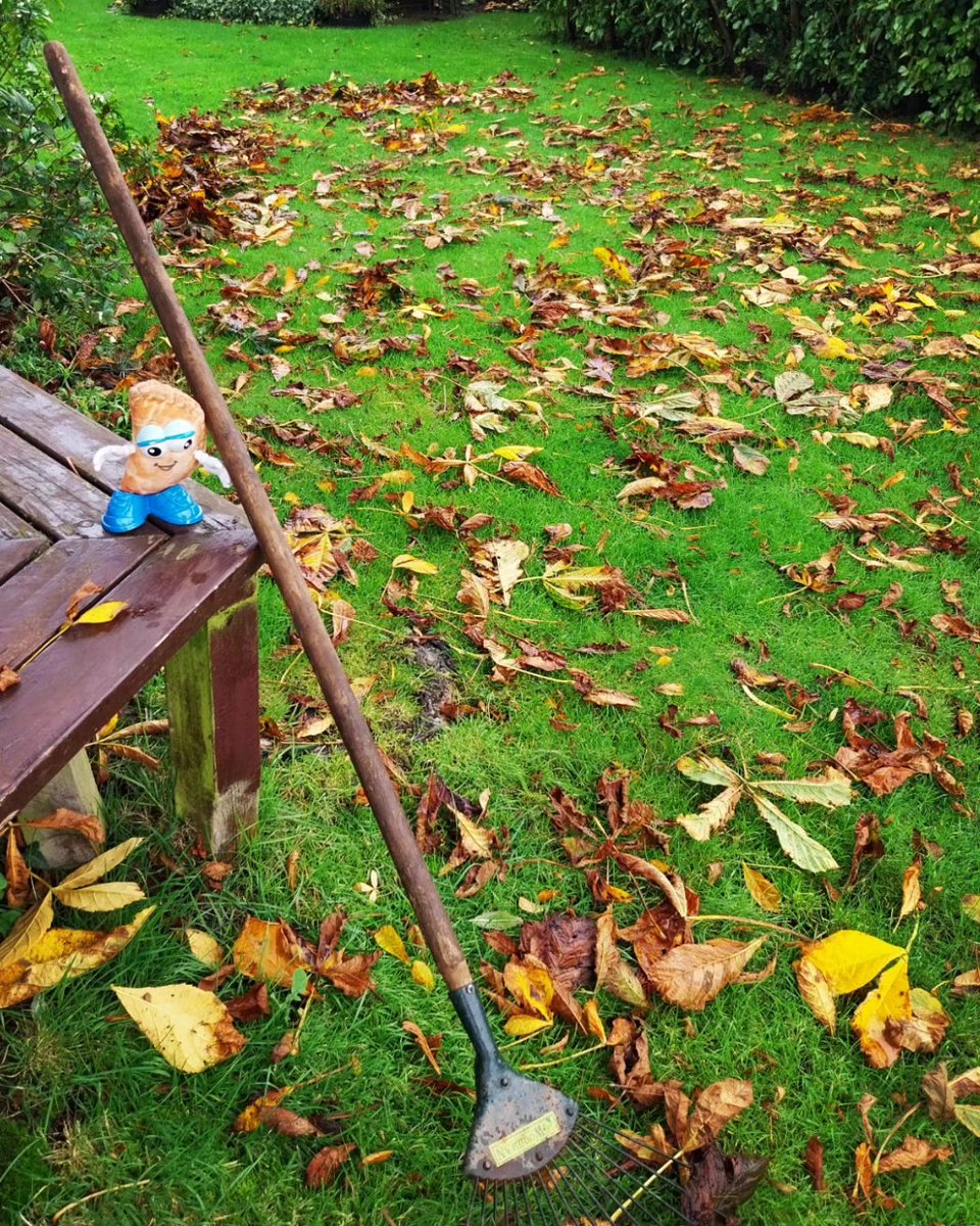 Oh my goodness, all these leaves.... 🍁🍂🍁🍂
While it can be useful to leave these on beds & borders, they really do need to be raked up off the lawn to keep your grass nice & beautiful

#AutumnColours🍁🍂 #AutumnLeaves🍂🍁 #PastysGarden🌻 #RakingLeaves #LookingAfterTheLawn