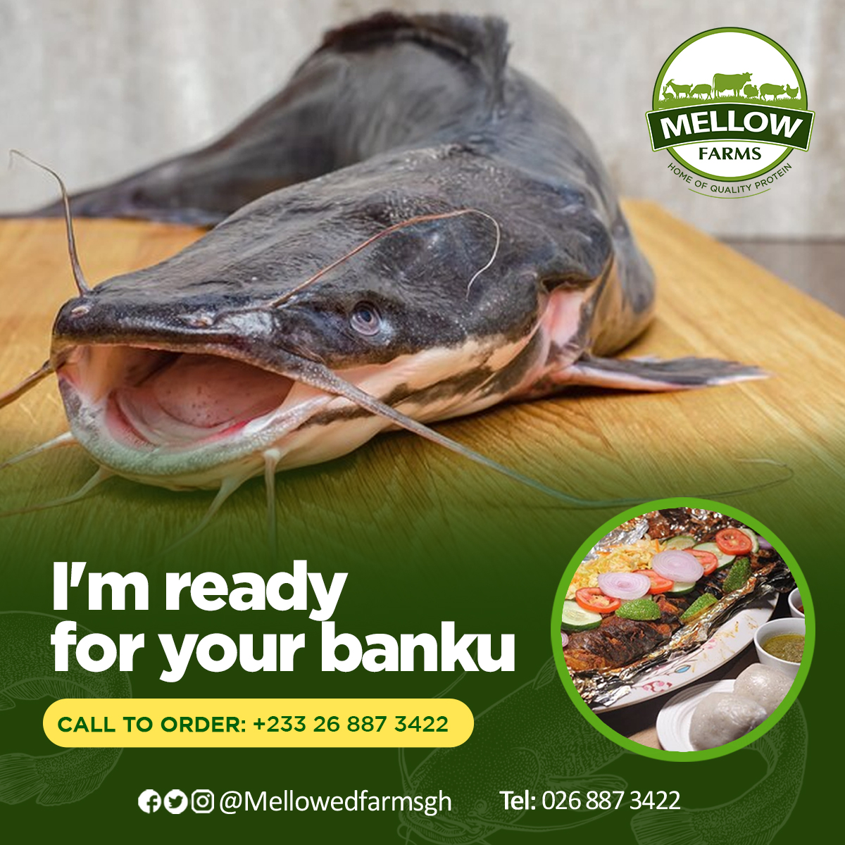 When our Catfish says it's ready for your banku then it's ready! Call 0268873422 to place your order now!

#Catfish
#MellowGrills
#QualityProtein
#MellowFarmsGH
