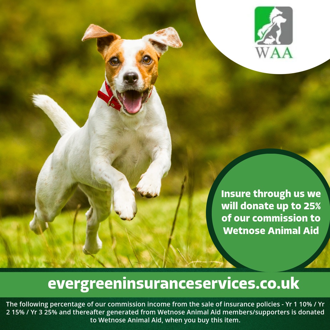 Evergreen Insurance Services tweet media