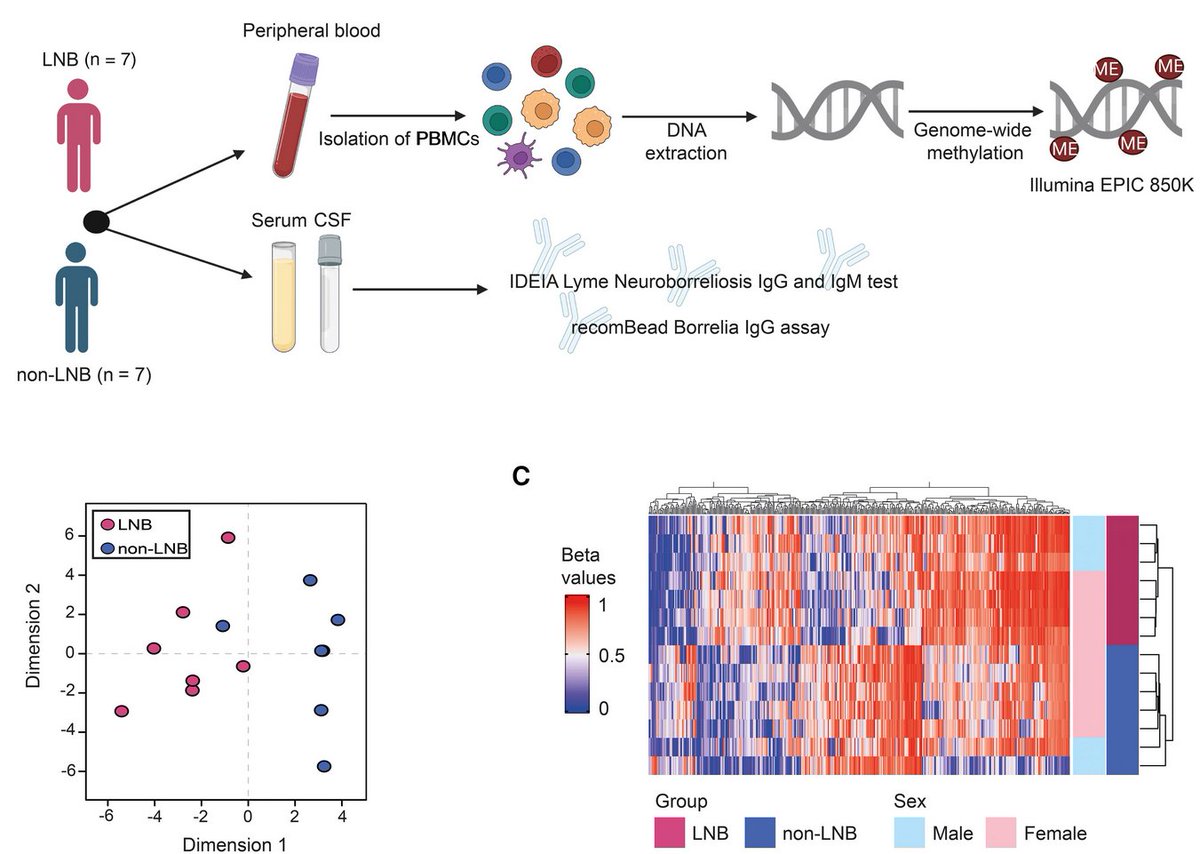 Check out our latest paper on DNA methylation and Lyme Neuroborreliosis published in <a href="/JIDJournal/">Journal of Infectious Diseases</a>  <a href="/LermLab/">LermLab</a> <a href="/shum_sayyab/">Shumaila Sayyab</a> doi.org/10.1093/infdis…
