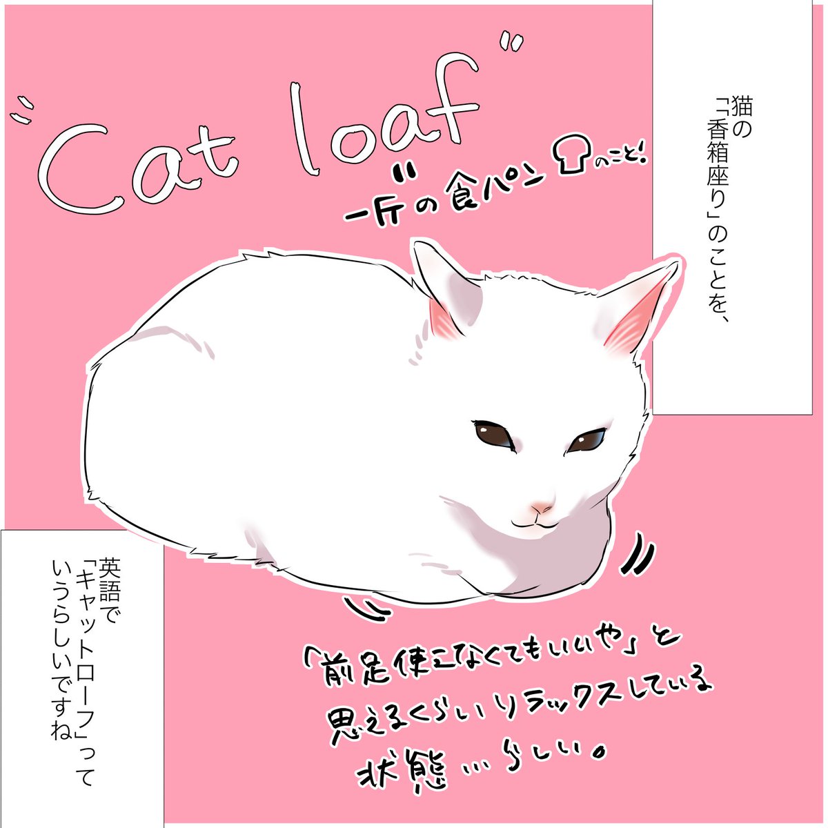 猫を見てるとお腹がすいちゃう話(1/2) #漫画が読めるハッシュタグ #愛されたがりの白猫ミコさん