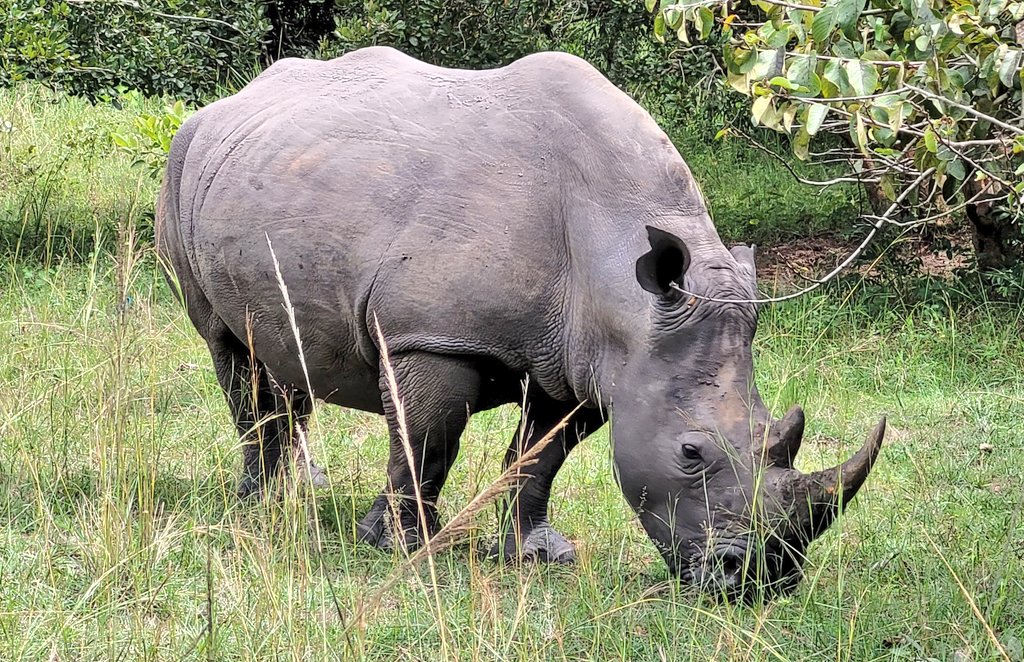 PannetierOlivi1's tweet photo. #Ziwa Rhino Sanctuary: What a fantastic initiative to reintroduce rhinos to #Uganda🇺🇬! #biodiversity https://t.co/4eCueBJWjK