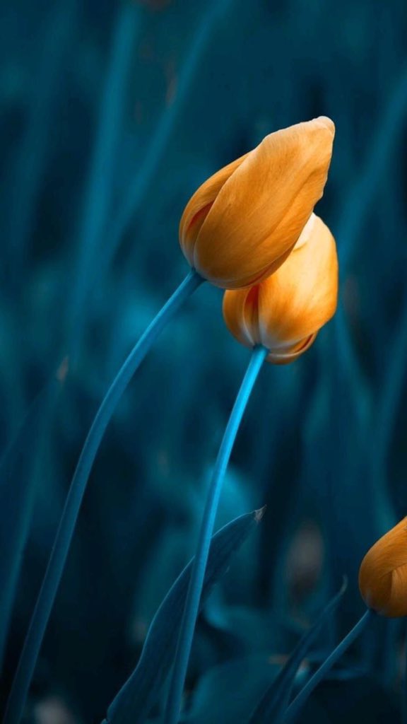 folu_og43's tweet image. Beautiful Week.

#Gettingstarted 💙🧡