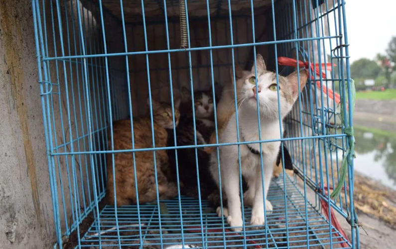 AuCoeurAnimaux's tweet photo. Chine : Un trafic de viande de chat démantelé, mille félins sauvés in extremis. La viande des félins devait servir à la confection de brochettes ou de saucisse de porc ou d’agneau🤢🤮Des militants avaient repéré un grand nombre de félins enfermés dans des caisses en bois dans un https://t.co/0zLpBpjQhm