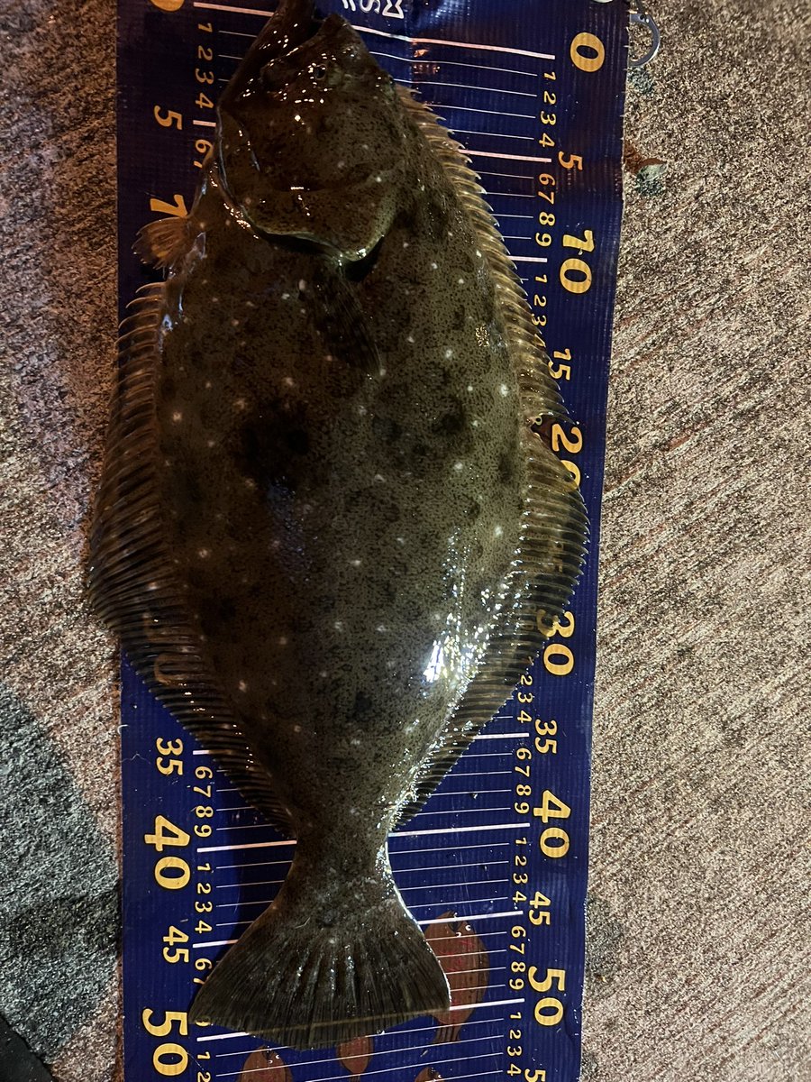 DveXzHDJ5VjLsIL's tweet photo. 執念の1匹👍
ぶっこ抜き😂
タモ折れた🤣
#ABACUSSHAD
#FARSIDE
#SHOOTHEAD
#DECOY
#日本海
#道南
#秋ヒラメ
#執念
#タモ折れた
#ぶっこ抜き https://t.co/DoltNp2UrA
