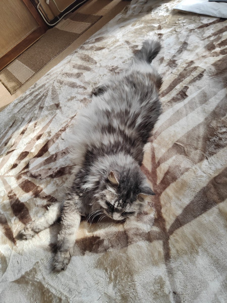 超特価激安の商品をすべて 長毛種猫のサンさん (@dacapocat) / X その他