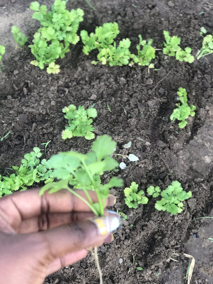 KijanaFactory's tweet photo. Habari herbs lovers💚

Kama unahitaji miche ya coriander.….Karibu sana📥

https://t.co/4MteHOYmL3

📍Ni muhimu kujumlisha coriander katika lishe yako ili kufaidika na faida hizi za kiafya. https://t.co/tj11tYWiWc