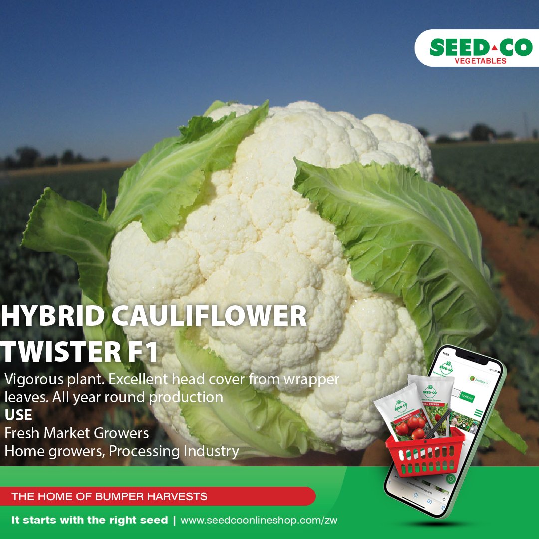 Cauliflower is a cool-season crop that can be grown in most temperate regions with a mild climate. It needs moist, fertile, well-drained soil with a pH range of 5,5 to 7,0.
#SeedCoVegZim
#ItStartsWithTheRightSeed