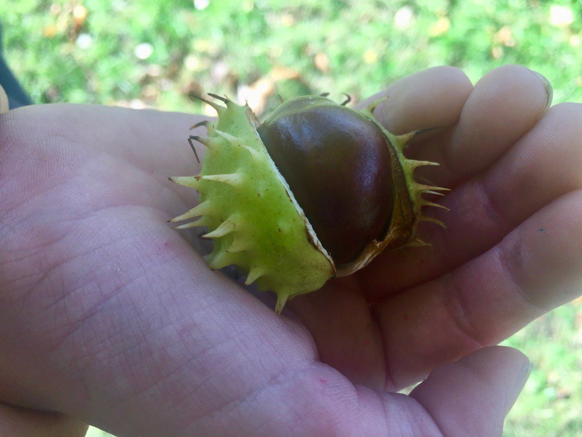 GetOutKids's tweet image. A little treasure falls from the tree and the excitement of the collecting season is in full flow!  #conkers  #nature #autumn #outdoorplay #outdoorlearning @OSleisure