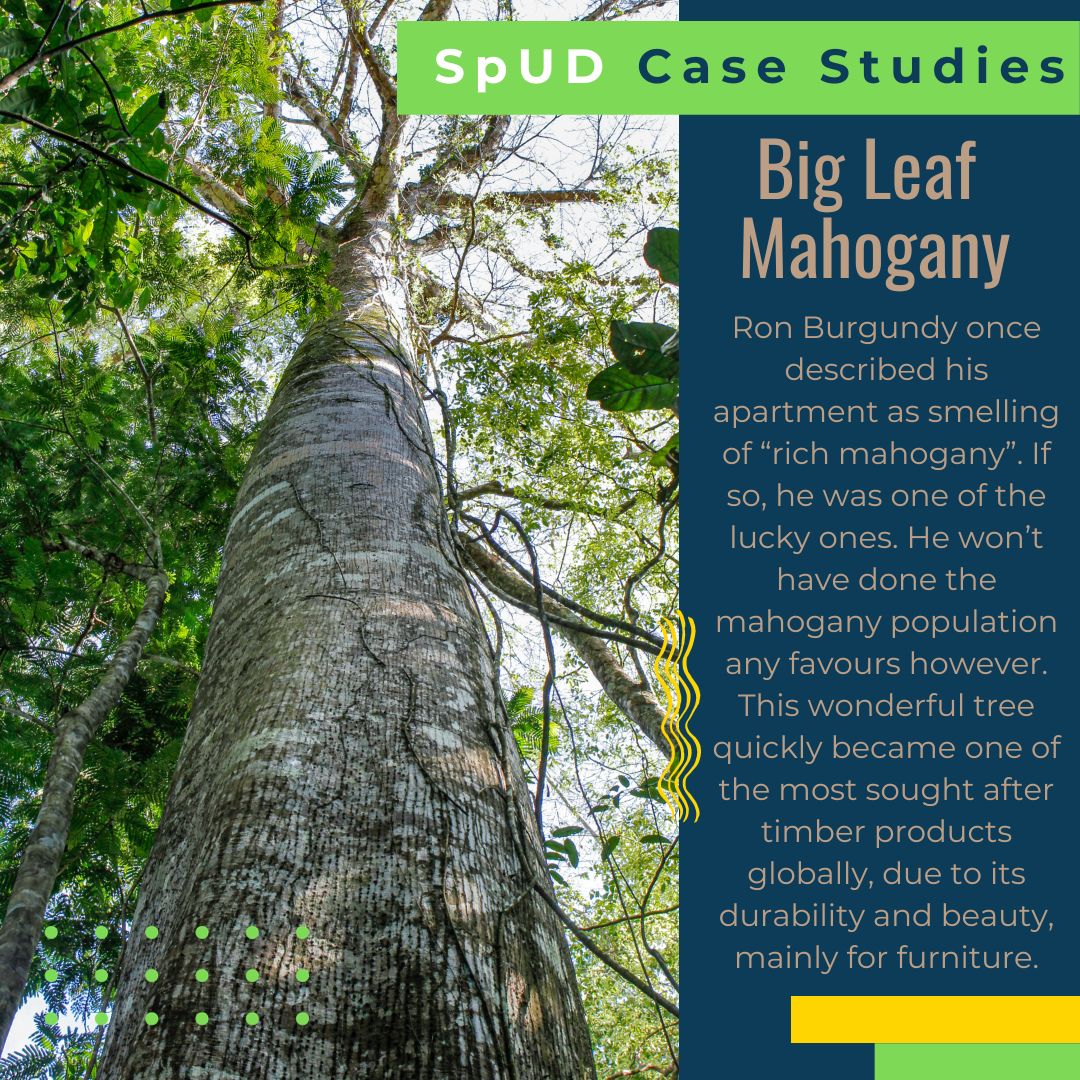 IUCNSULi's tweet photo. It's a real status symbol if Ron Burgundy seeks out rich mahogany. This weeks latest #SpUDCaseStudies from the #SpeciesUseDatabase is the majestic Big Leaf Mahogany.
@kewgardens @Love_plants @IUCN_CEESP @iucnssc
#SULi #sustainableuse #livelihoods #sustainability #IUCN https://t.co/DQHz1CcUbc