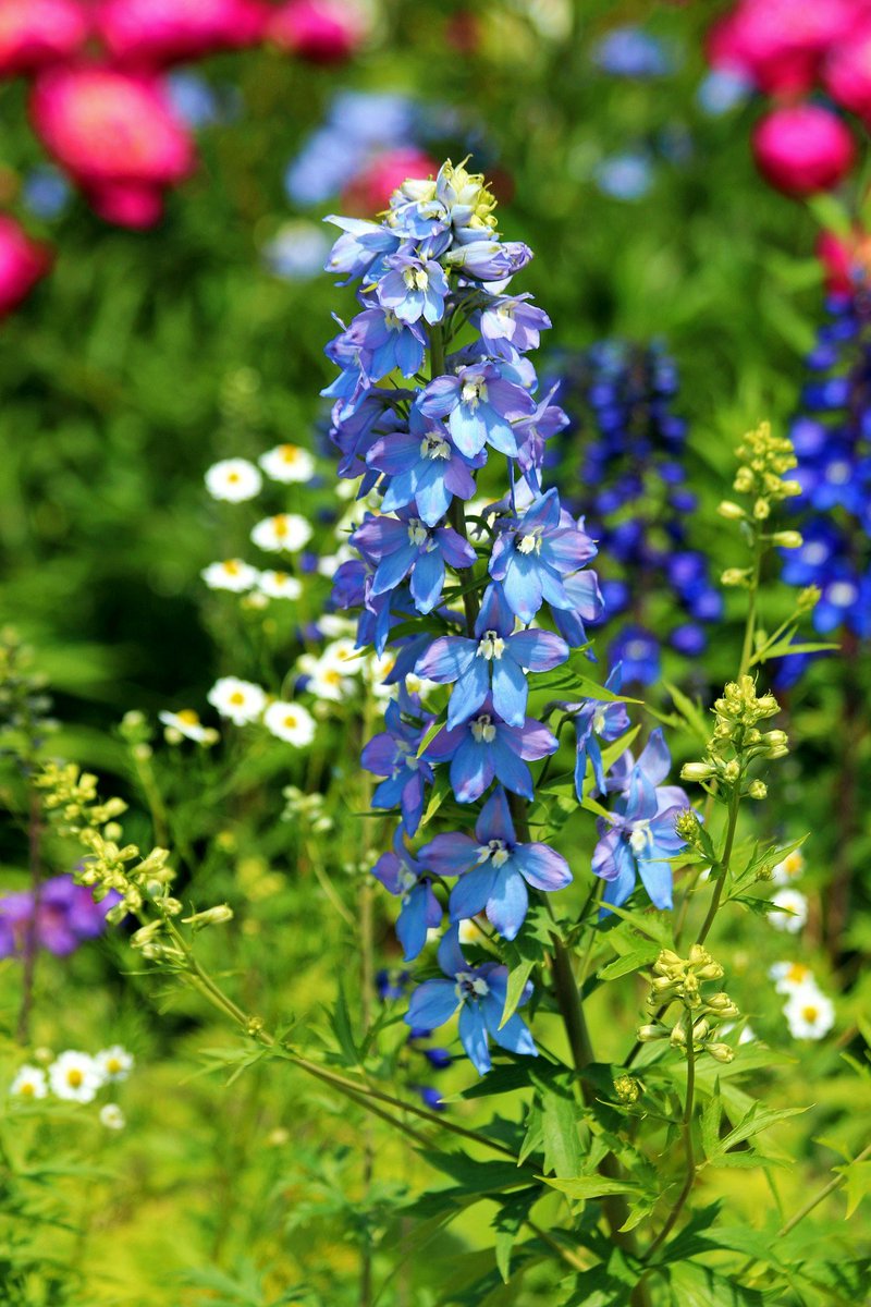 Delphinium is an annual and perennial flowering plant in the family Ranunculaceae, native throughout the Northern Hemisphere and tropical Africa. 
#gardening