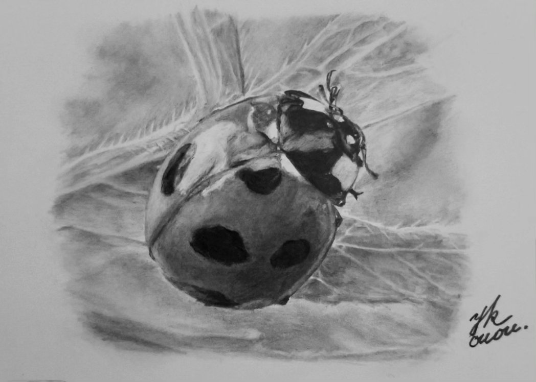 てんとう虫🐞描きました✏️ #鉛筆画 #昆虫 #てんとう虫