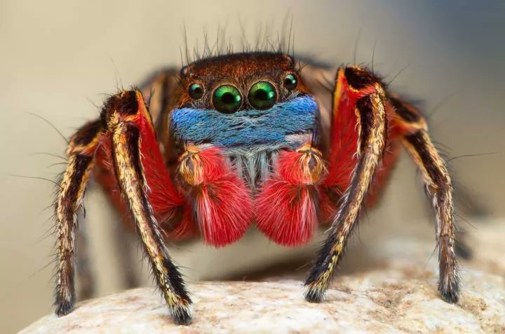 Las arañas pavo real: los cortejadores más coloridos y elaborados del mundo  |  Peacock Spiders: The World's Most Colorful and Elaborate Courters
#lovespiders #house #cobwebs
[📷 Thomas Shahan]