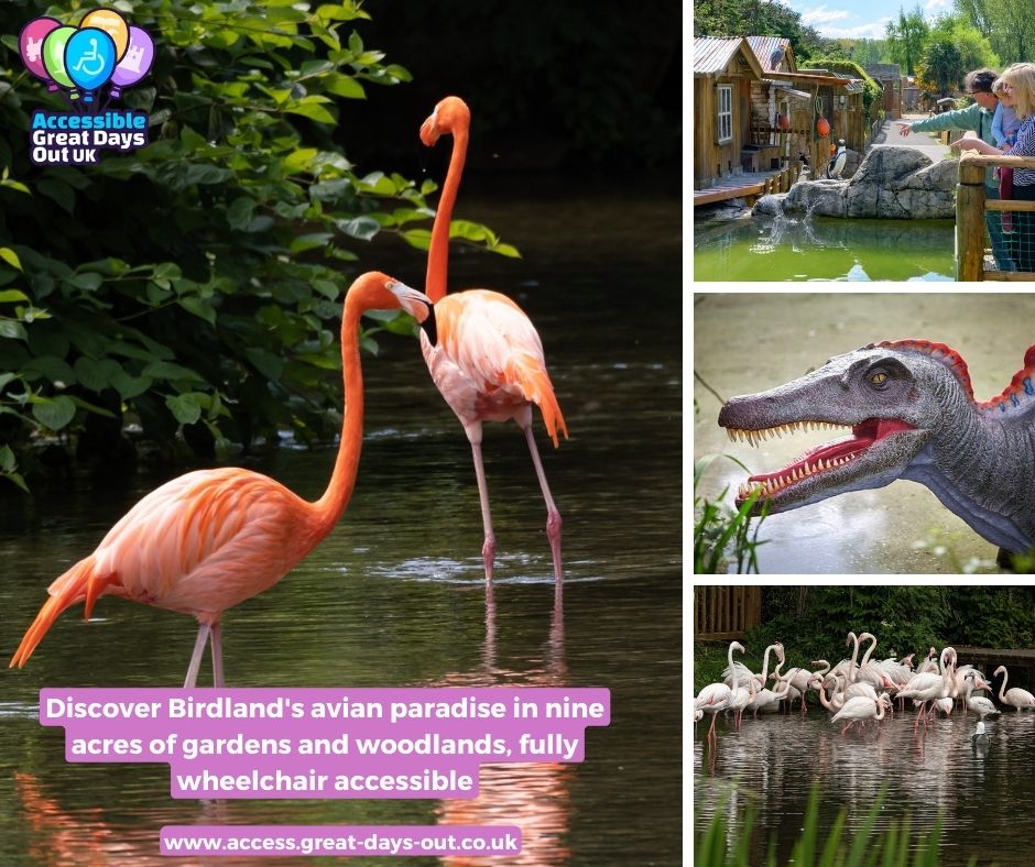 AgdoUK's tweet photo. Discover 500+ exotic birds at @Birdland_!Encounter penguins,rare species,and life-sized dinosaurs.Enjoy the River Windrush surroundings, all fully wheelchair accessible
https://t.co/KUlDFEkI4Y
#AccessibleGreatDaysOutUK #GreatDaysOutUk #AccessibleDaysOut #BirdlandParksandGardens https://t.co/rrbbuTGTk3