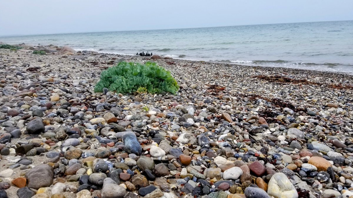 Impressionen von Fehmarn... 
 #Fehmarn #Ostsee #Insel #Ferien #Urlaub #ostseeliebe #küstenliebe #balticsea #meerliebe #schleswigholstein #strand #meerweh #ostseeurlaub #reiselust #ostseekult 
natuerlichfehmarn.de