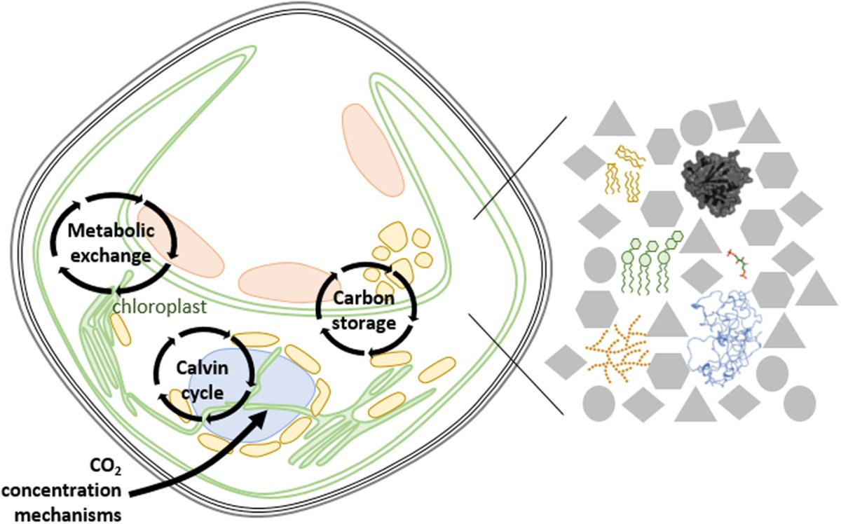🔓 Enjoy the reading of our new #OpenAccess Perspective: 'Location of the #photosynthetic #carbon metabolism in microcompartments and separated phases in #microalgal cells' ✍️ by Hélène Launay &amp; colleagues @univamu

➡️ bit.ly/45UiS8B

#bioenergetics #cyanobacterium #NMR