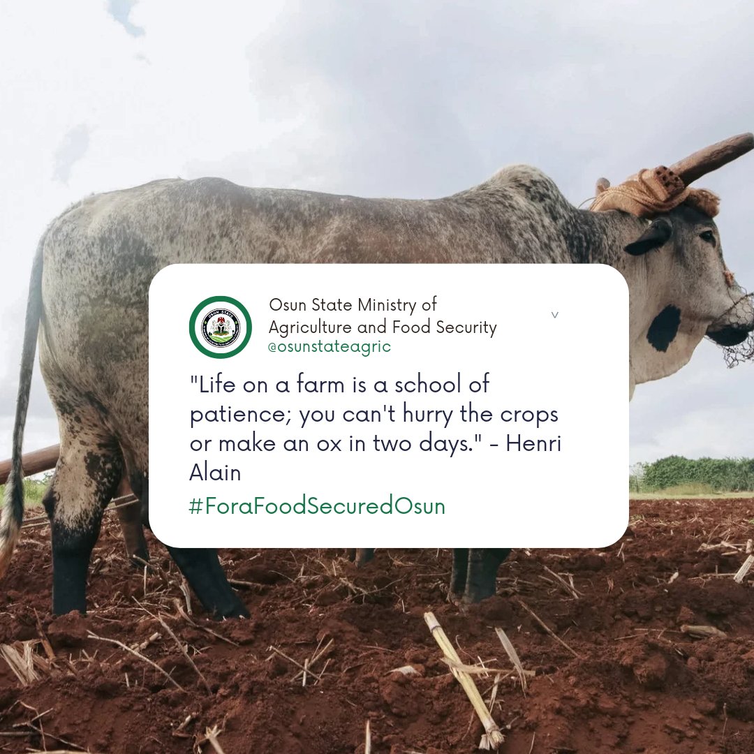 osunstateagric's tweet photo. "Life on a farm is a school of patience; you can't hurry the crops or make an ox in two days." - Henri Alain

#FarmQuotes #HenriAlain #ForaFoodSecuredOsun #Agriculture #FoodSecurity #Smallholderfarmer #farmer
#entrepreneurship 
#Mondaymotivation #Monday #foodbusiness https://t.co/3OlIAEUTeH