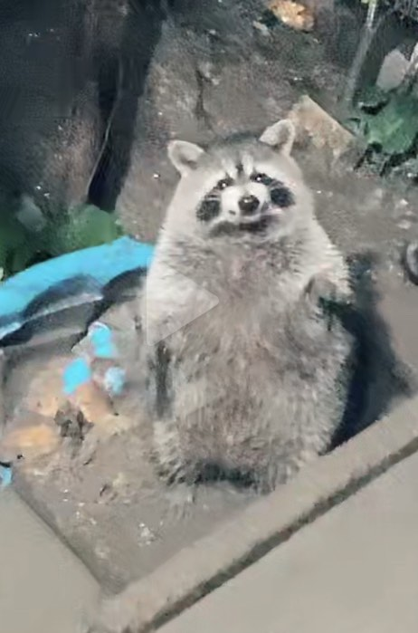 RaccoonRavine's tweet photo. HELLO! The last week I discovered a #Raccoon  that both waves and smiles at me when I come out. Have you seen her? I posted videos. She's an extra special sweetie. Meet our #SmilingRaccoon and sign our petition to stop their murder. https://t.co/jRtEOtkwjz https://t.co/yDYqP40n7T