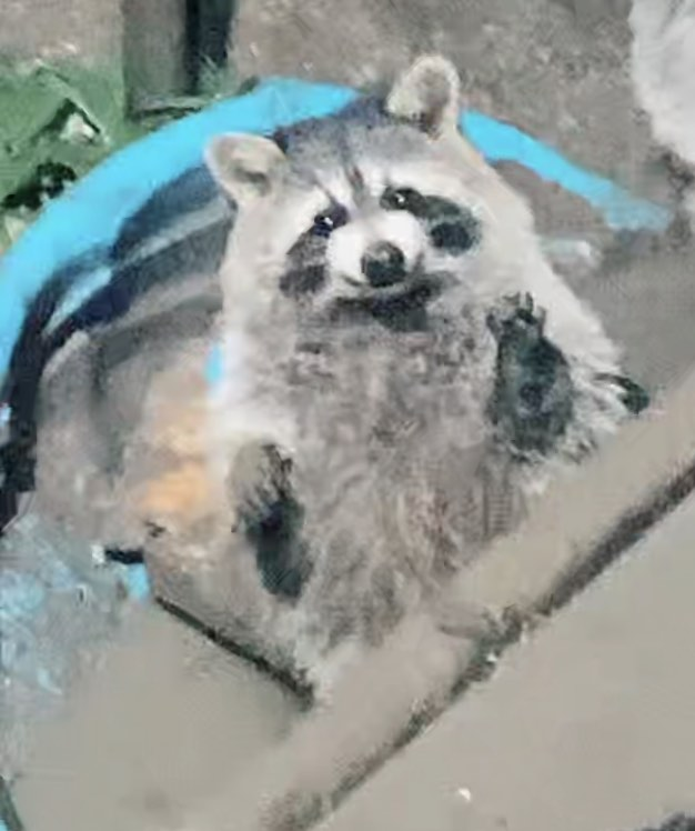 RaccoonRavine's tweet photo. HELLO! The last week I discovered a #Raccoon  that both waves and smiles at me when I come out. Have you seen her? I posted videos. She's an extra special sweetie. Meet our #SmilingRaccoon and sign our petition to stop their murder. https://t.co/jRtEOtkwjz https://t.co/yDYqP40n7T