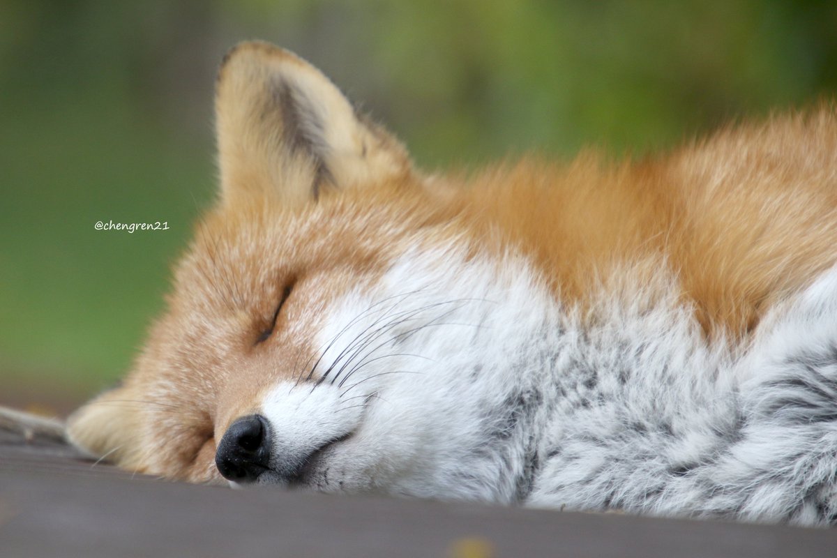 ( ˘ω˘)ｽﾔｧ (ナナ♂) #北きつね牧場