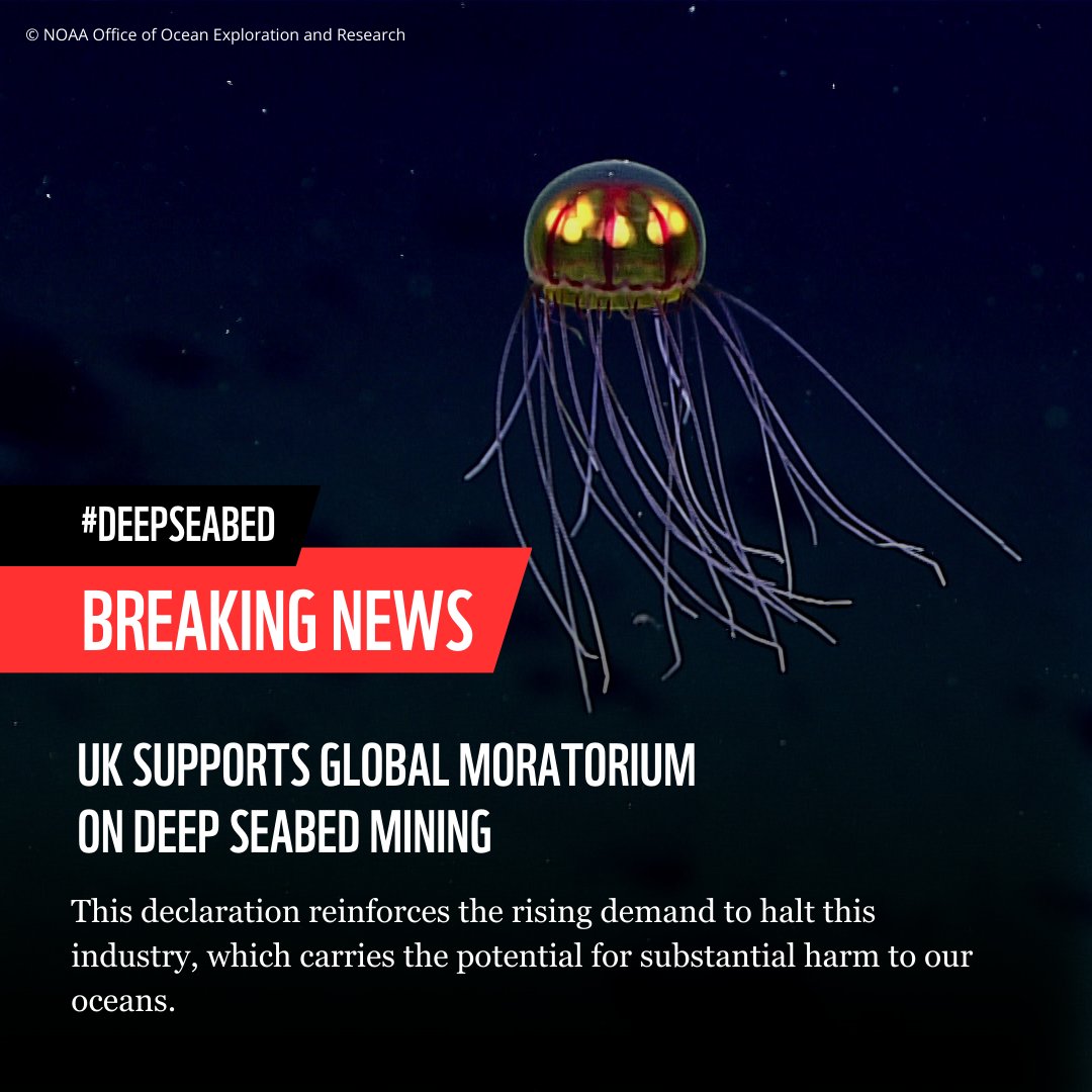 WWF's tweet image. #BREAKING: The UK government announces support for a global moratorium on #DeepSeabedMining. 

This is a crucial step towards protecting the ocean.

RT to celebrate this positive move and call for other countries to take action! 🐋💙