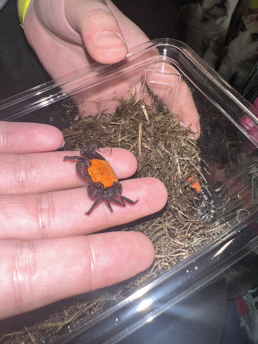 I went to an invert show yesterday! Was so much fun! 15 new spiders and 2 Halloween vampire crabs!! They’re so pretty I’m obsessed! ALSO! Look at that coffin enclosure omg 😍