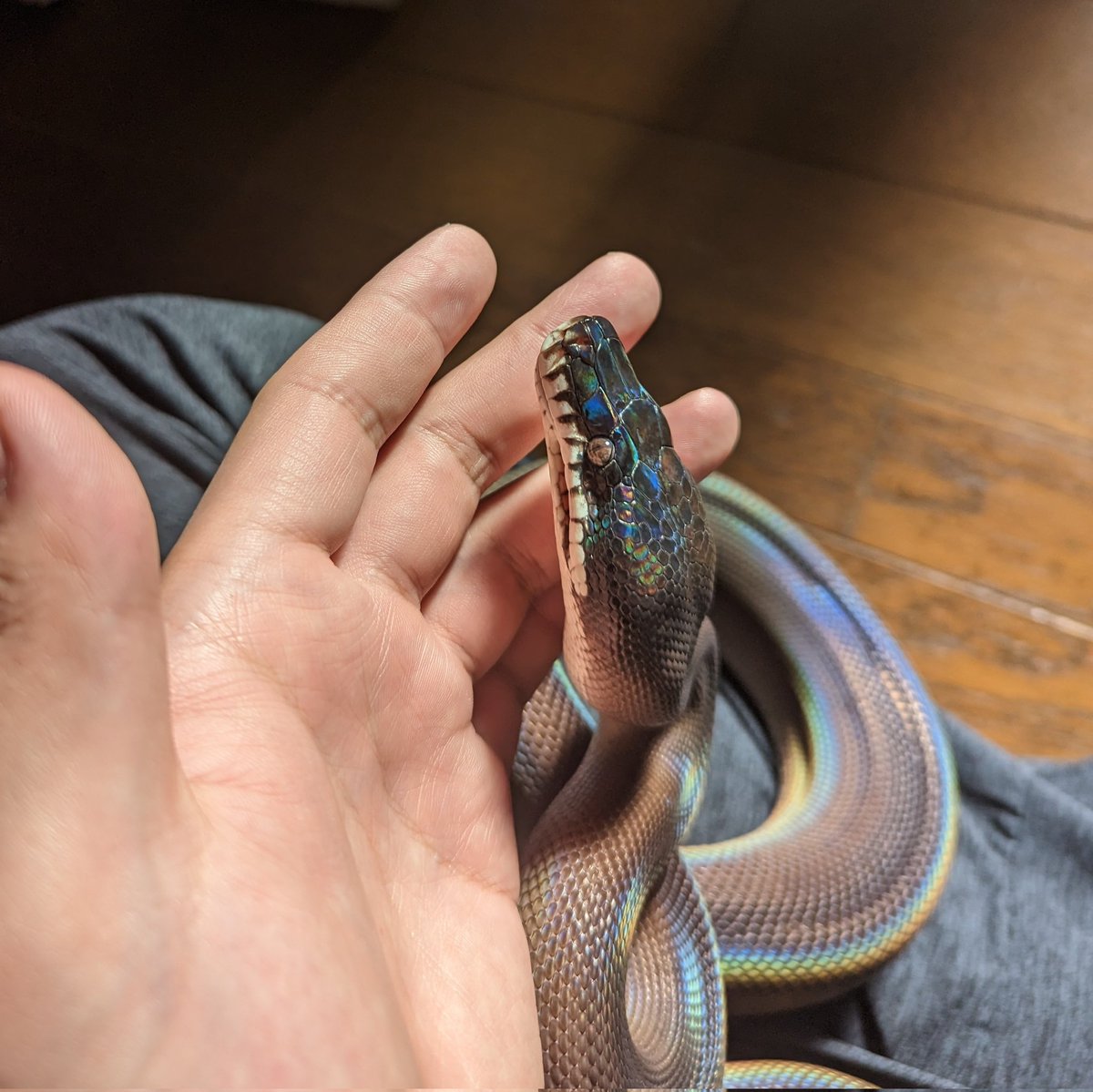 ya_dgns's tweet image. かっこかわいい🤭
#アルバーティスパイソン
#キミカブラック
#whitelippedpython