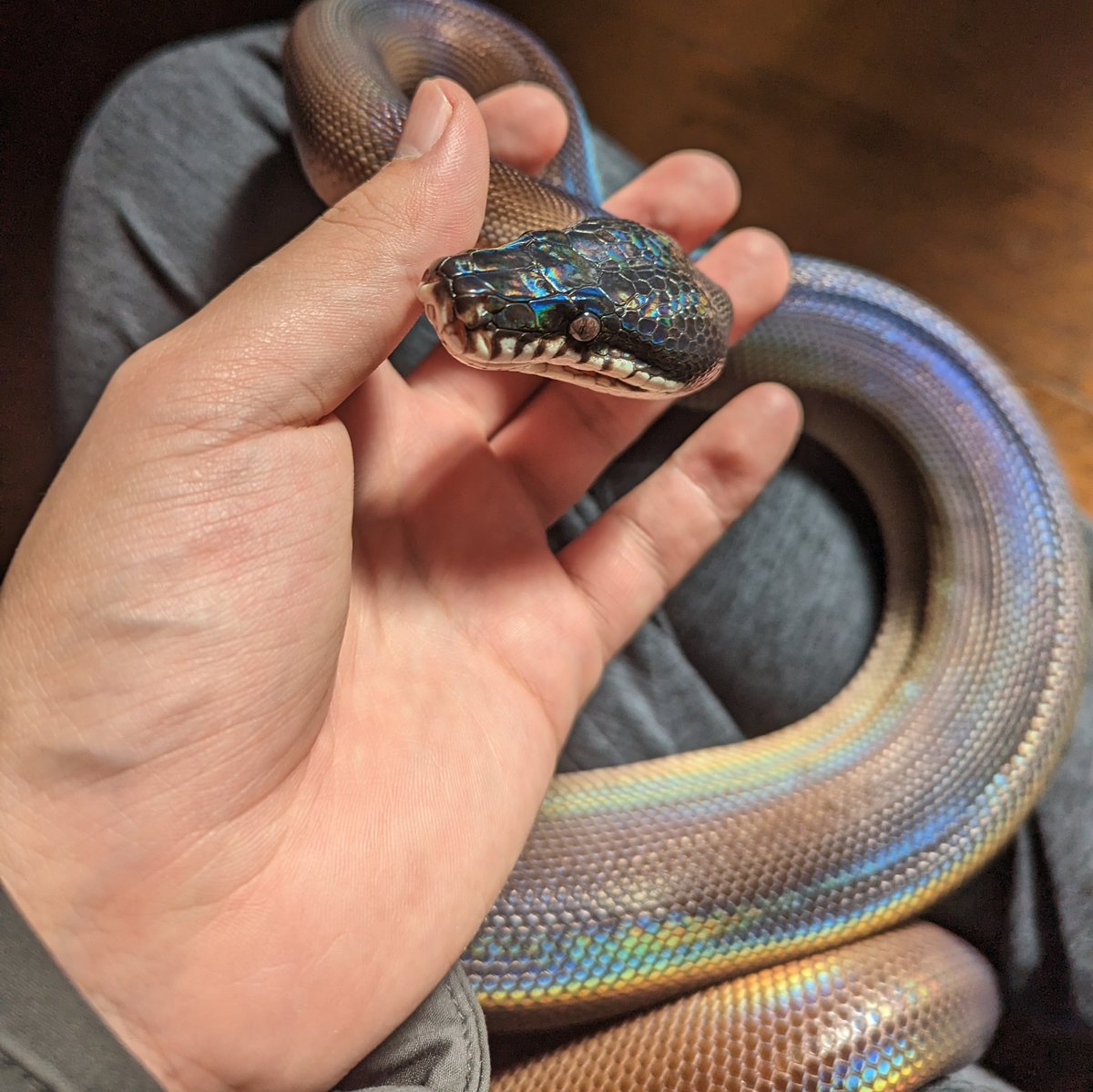 ya_dgns's tweet image. かっこかわいい🤭
#アルバーティスパイソン
#キミカブラック
#whitelippedpython