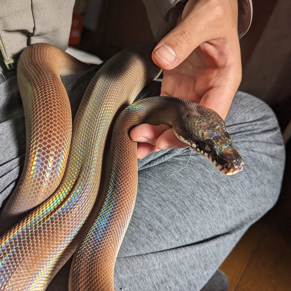 ya_dgns's tweet image. かっこかわいい🤭
#アルバーティスパイソン
#キミカブラック
#whitelippedpython