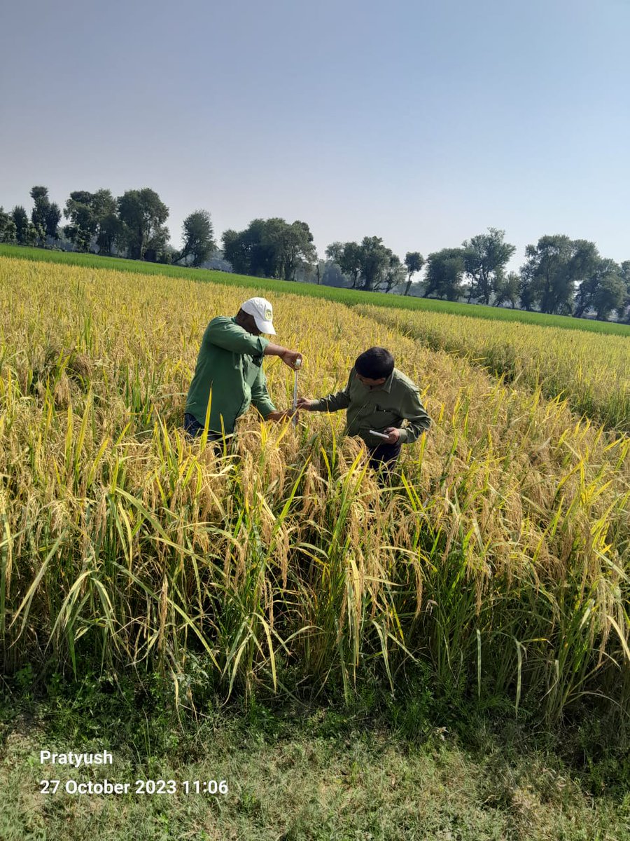 321 seedling trial and  DSR sowing crop  Rice cut data k v k Madhepura  date 27.10.2023 under CSISA
#dare_goi 
#icarindia 
#SwachhBharat 
#atari4icar
#SpecialCampaign3