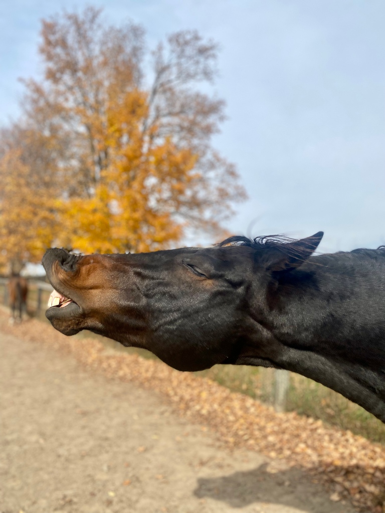 LongRunTB's tweet photo. Just Bank It, LongRun sanctuary member, was feeling quite playful on this day, must have been the lovely Fall weather. 

#ottb #longrun_tb #horses #horsesofinsta #equine #horselove #gelding #fallonthefarm #fallatthebarn https://t.co/cEDCwDeKDF