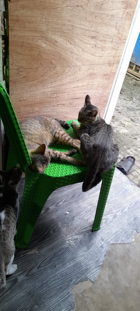 damara ko :(((( miss na miss na kita.

i always look for you and tuwing tinitingnan ko mga pusa especially grey and damgo, ikaw naaalala ko. balik ka na kasi pls, miss na miss na miss na kita :(((

i love you so much bebe ko, pls balik ka na sa akin :(((