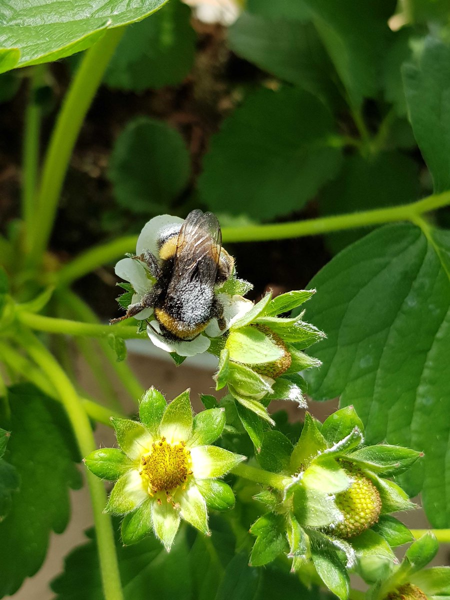 Transporting lactobacilli to flowers by bumblebees? indeed! journals.asm.org/doi/10.1128/ae…

Lactobacilli are good at inhibiting pathogens, but when protecting flowers, we need to be creative to get the bacteria to the right place at the right time 💡